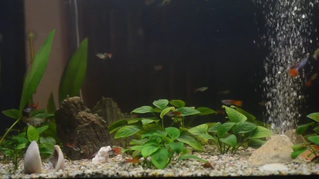 Close up of a domestic  aquarium full of young fish. The majority of them are guppies, some females are pregnant, red neons and grey corydoras
