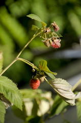framboisier framboise au jardin