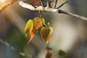 New leaves of Bodhi tree.