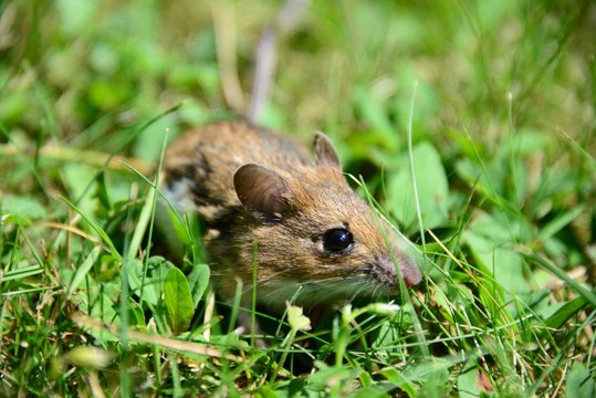 Feldmaus