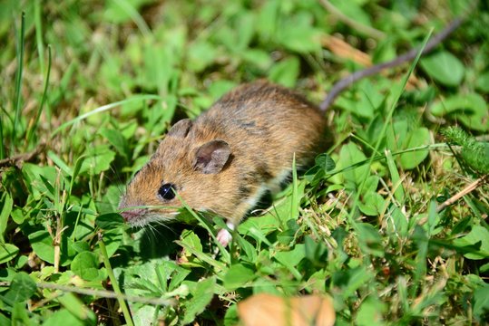 Feldmaus