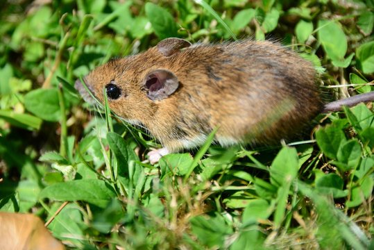 Feldmaus