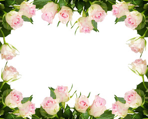White rose flowers frame