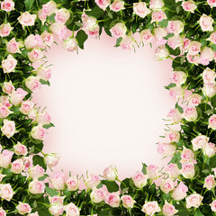 Beautiful rose flowers frame