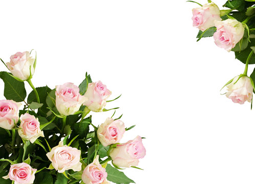 Background with white rose flowers