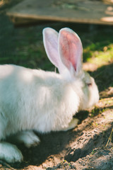 White Rabbit on a ground