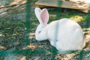 White Rabbit on a ground