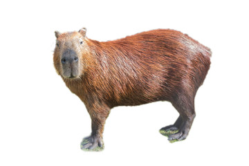 Capybara (hydrochoerus hydrochaeris)