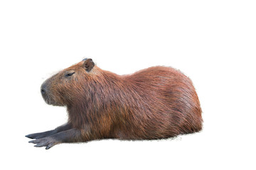 Capybara (hydrochoerus hydrochaeris)