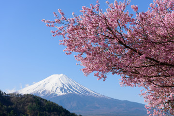 山梨　富士山と桜