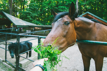 man feeds horse, first person view