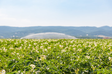 field flourish potatoe plants background blurry
