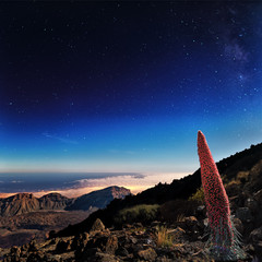 Teneriffa, Teide, Stars, Tajinaste
