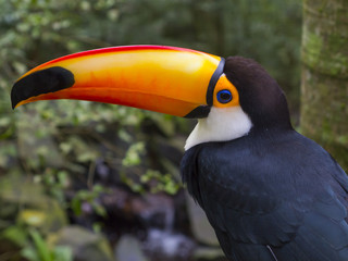 toucan detail in a brazilian park