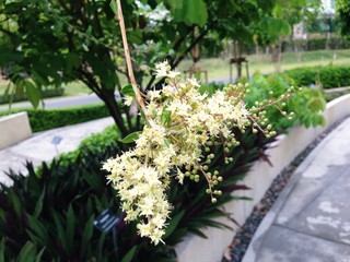 Bridelia ovata Decne tree. Small white flowers.