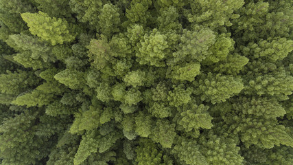 Aerial View of Trees and Road in Plantation