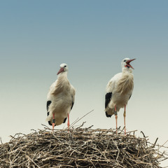Störche auf dem Nest