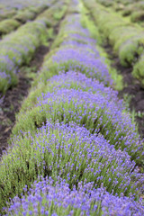 Fototapeta na wymiar Beautiful image of lavender field, Lavender flower field, image for natural background
