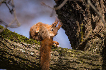 Eichhörnchen