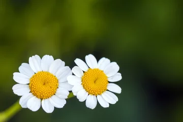 Cercles muraux Marguerites Gros plan de petites fleurs de marguerite blanche