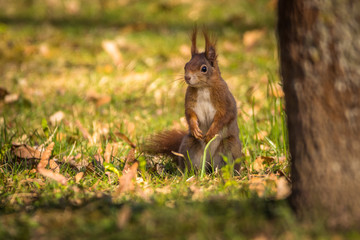 Red Squirrel