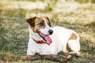 Jack Russell Terrier dog lying with a wooden stick on the grass in a summer park