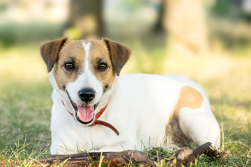 Jack Russell Terrier dog lying on the grass in a summer park. A dog looking at the camera