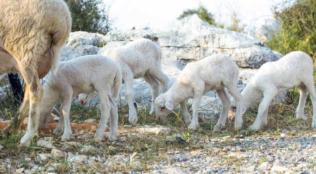 New baby lambs