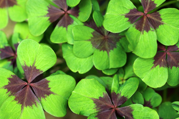 The four-leaf clover is a tuberous crop
