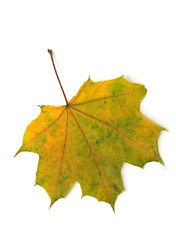 autumn maple leaf isolated on white background
