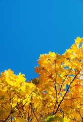 Autumn leaves with the blue sky background
