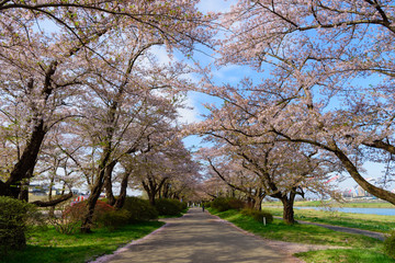 岩手　北上展勝地の桜