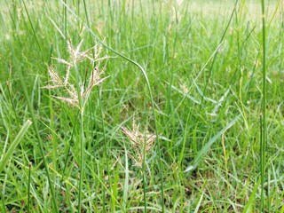 Beautiful Green Field, Green grass, grass flower background in nature.