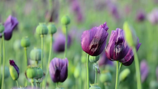 Close-up of Opium Poppy (Papaver somniferum) flower on the field