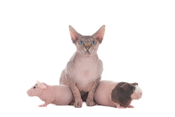 Hairless Sphynx cat with two hairless guinea pigs against a white background.