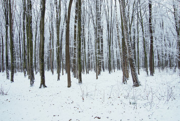 Beautiful winter landscape