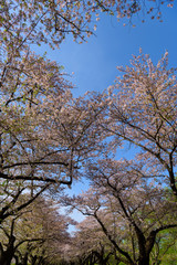 岩手　北上展勝地の桜
