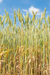 Fototapeta premium green wheat field with dramatic blue sky wide angle view