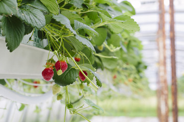 Straberries soilless cultivation