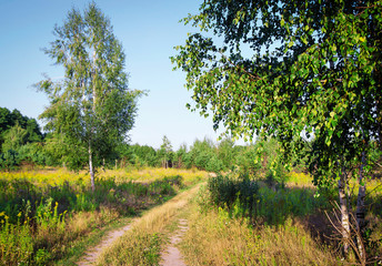 Summer birch forest