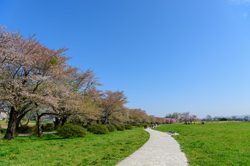 岩手　北上展勝地の桜