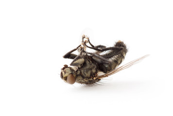 dead fly isolated on a white background