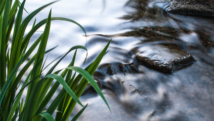 Wasserlilie © Lukas