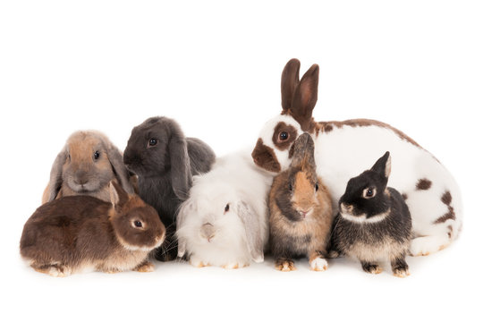 Seven different rabbits isolated on white background.