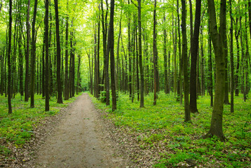 Path in green forest