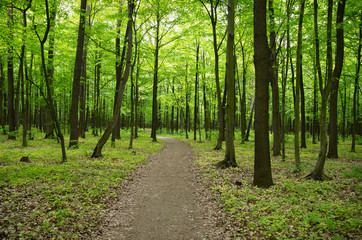 Fototapeta na wymiar Path in spring green forest