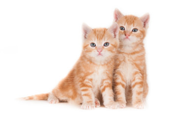 Two sitting ginger kittens, isolated against a light background