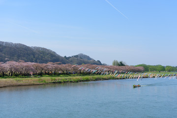 岩手　北上展勝地の桜