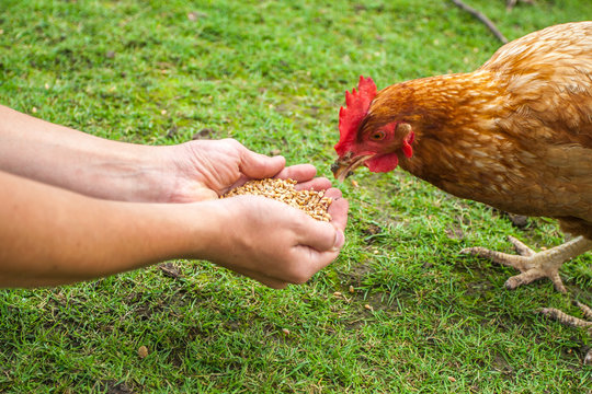 Huhn pickt