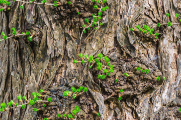 Baum mit Ausschlag